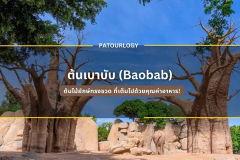 ต้นไม้ต้นใหญ่ลำต้นหนาตั้งอยู่ท่ามกลางก้อนหินสีน้ำตาลอ่อน มีข้อความ "PATOURLOGY" และ "ต้นเบาบับ (Baobab)" ปรากฏบนภาพ
