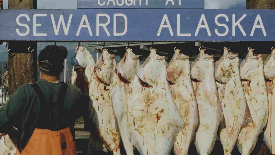 ป้ายสีน้ำเงินเขียนว่า 'SEWARD ALASKA' ติดอยู่เหนือปลาหลายตัวที่แขวนเรียงกัน โดยมีคนใส่ผ้ากันเปื้อนสีส้มยืนอยู่ด้านหน้า
