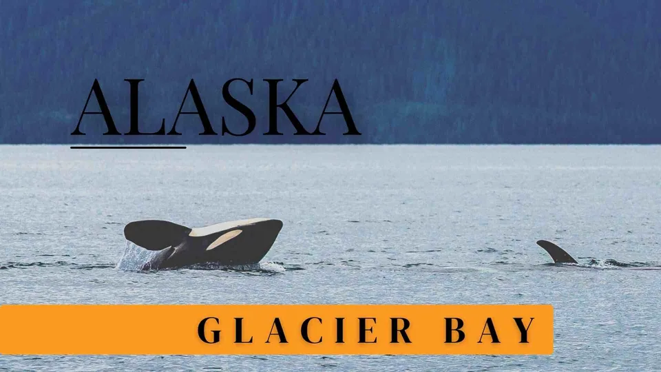 ภาพโลมาสีน้ำเงินดำสองตัวโผล่พ้นผิวน้ำทะเล มีข้อความ ALASKA และแถบสีเหลืองเขียนว่า GLACIER BAY