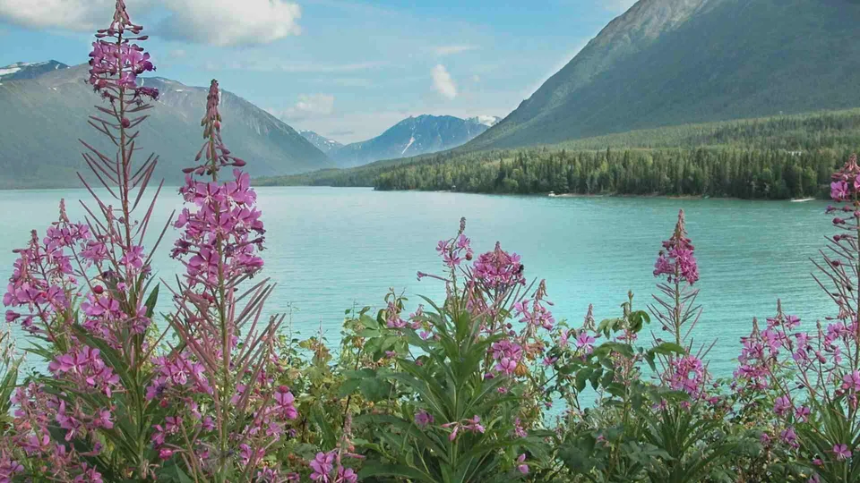 ดอกไม้สีชมพูบานสะพรั่งอยู่ด้านหน้าของทะเลสาบสีฟ้าอมเขียว โดยมีภูเขาสูงและป่าไม้เป็นฉากหลังภายใต้ท้องฟ้าสีฟ้า