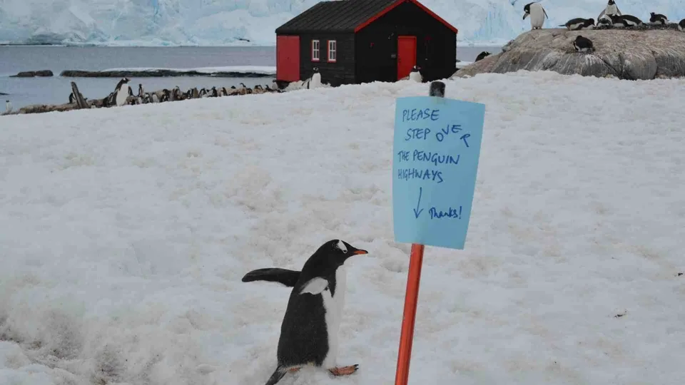 นกเพนกวินตัวหนึ่งยืนอยู่บนพื้นหิมะใกล้ป้ายสีฟ้าที่มีข้อความว่า 'PLEASE STEP OFF THE PENGUIN HIGHWAYS' พร้อมลูกศรชี้ลง และบ้านสีแดงดำอยู่เบื้องหลัง